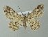  ( - BC ZSM Lep 35760)  @13 [ ] CreativeCommons - Attribution Non-Commercial Share-Alike (2012) Axel Hausmann/Bavarian State Collection of Zoology (ZSM) SNSB, Zoologische Staatssammlung Muenchen