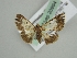  (Zamarada AH01Mt - BC ZSM Lep 20994)  @13 [ ] CreativeCommons - Attribution Non-Commercial Share-Alike (2010) Axel Hausmann/Bavarian State Collection of Zoology (ZSM) SNSB, Zoologische Staatssammlung Muenchen