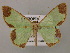  (Zamarada dyscapna - BC ZSM Lep 26260)  @14 [ ] CreativeCommons - Attribution Non-Commercial Share-Alike (2010) Axel Hausmann/Bavarian State Collection of Zoology (ZSM) SNSB, Zoologische Staatssammlung Muenchen