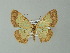  ( - BC ZSM Lep 33192)  @13 [ ] CreativeCommons - Attribution Non-Commercial Share-Alike (2012) Axel Hausmann/Bavarian State Collection of Zoology (ZSM) SNSB, Zoologische Staatssammlung Muenchen