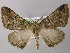  ( - BC ZSM Lep 26133)  @13 [ ] CreativeCommons - Attribution Non-Commercial Share-Alike (2010) Axel Hausmann/Bavarian State Collection of Zoology (ZSM) SNSB, Zoologische Staatssammlung Muenchen