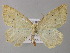  ( - BC ZSM Lep 26142)  @12 [ ] CreativeCommons - Attribution Non-Commercial Share-Alike (2010) Axel Hausmann/Bavarian State Collection of Zoology (ZSM) SNSB, Zoologische Staatssammlung Muenchen