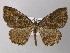  ( - BC ZSM Lep 26146)  @13 [ ] CreativeCommons - Attribution Non-Commercial Share-Alike (2010) Axel Hausmann/Bavarian State Collection of Zoology (ZSM) SNSB, Zoologische Staatssammlung Muenchen