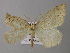  ( - BC ZSM Lep 26152)  @13 [ ] CreativeCommons - Attribution Non-Commercial Share-Alike (2010) Axel Hausmann/Bavarian State Collection of Zoology (ZSM) SNSB, Zoologische Staatssammlung Muenchen