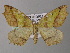  ( - BC ZSM Lep 26161)  @14 [ ] CreativeCommons - Attribution Non-Commercial Share-Alike (2010) Axel Hausmann/Bavarian State Collection of Zoology (ZSM) SNSB, Zoologische Staatssammlung Muenchen