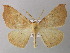  ( - BC ZSM Lep 26181)  @14 [ ] CreativeCommons - Attribution Non-Commercial Share-Alike (2010) Axel Hausmann/Bavarian State Collection of Zoology (ZSM) SNSB, Zoologische Staatssammlung Muenchen