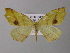  ( - BC ZSM Lep 26187)  @13 [ ] CreativeCommons - Attribution Non-Commercial Share-Alike (2010) Axel Hausmann/Bavarian State Collection of Zoology (ZSM) SNSB, Zoologische Staatssammlung Muenchen