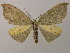  ( - BC ZSM Lep 26256)  @14 [ ] CreativeCommons - Attribution Non-Commercial Share-Alike (2010) Axel Hausmann/Bavarian State Collection of Zoology (ZSM) SNSB, Zoologische Staatssammlung Muenchen