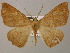  ( - BC ZSM Lep 26257)  @13 [ ] CreativeCommons - Attribution Non-Commercial Share-Alike (2010) Axel Hausmann/Bavarian State Collection of Zoology (ZSM) SNSB, Zoologische Staatssammlung Muenchen