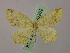  ( - BC ZSM Lep 26262)  @13 [ ] CreativeCommons - Attribution Non-Commercial Share-Alike (2010) Axel Hausmann/Bavarian State Collection of Zoology (ZSM) SNSB, Zoologische Staatssammlung Muenchen