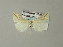  ( - BC ZSM Lep 33122)  @13 [ ] CreativeCommons - Attribution Non-Commercial Share-Alike (2012) Axel Hausmann/Bavarian State Collection of Zoology (ZSM) SNSB, Zoologische Staatssammlung Muenchen