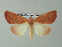  ( - BC ZSM Lep 33132)  @14 [ ] CreativeCommons - Attribution Non-Commercial Share-Alike (2012) Axel Hausmann/Bavarian State Collection of Zoology (ZSM) SNSB, Zoologische Staatssammlung Muenchen