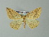 ( - BC ZSM Lep 33148)  @14 [ ] CreativeCommons - Attribution Non-Commercial Share-Alike (2012) Axel Hausmann/Bavarian State Collection of Zoology (ZSM) SNSB, Zoologische Staatssammlung Muenchen