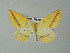  ( - BC ZSM Lep 33163)  @14 [ ] CreativeCommons - Attribution Non-Commercial Share-Alike (2012) Axel Hausmann/Bavarian State Collection of Zoology (ZSM) SNSB, Zoologische Staatssammlung Muenchen