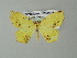  (Epigynopteryx townsendi - BC ZSM Lep 33169)  @13 [ ] CreativeCommons - Attribution Non-Commercial Share-Alike (2012) Axel Hausmann/Bavarian State Collection of Zoology (ZSM) SNSB, Zoologische Staatssammlung Muenchen