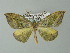  (Hypochrosis meridionalis - BC ZSM Lep 33172)  @14 [ ] CreativeCommons - Attribution Non-Commercial Share-Alike (2012) Axel Hausmann/Bavarian State Collection of Zoology (ZSM) SNSB, Zoologische Staatssammlung Muenchen
