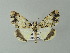  ( - BC ZSM Lep 33180)  @14 [ ] CreativeCommons - Attribution Non-Commercial Share-Alike (2012) Axel Hausmann/Bavarian State Collection of Zoology (ZSM) SNSB, Zoologische Staatssammlung Muenchen