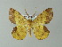  ( - BC ZSM Lep 33183)  @13 [ ] CreativeCommons - Attribution Non-Commercial Share-Alike (2012) Axel Hausmann/Bavarian State Collection of Zoology (ZSM) SNSB, Zoologische Staatssammlung Muenchen