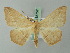  ( - BC ZSM Lep 35757)  @14 [ ] CreativeCommons - Attribution Non-Commercial Share-Alike (2012) Axel Hausmann/Bavarian State Collection of Zoology (ZSM) SNSB, Zoologische Staatssammlung Muenchen
