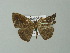  ( - BC ZSM Lep 35770)  @13 [ ] CreativeCommons - Attribution Non-Commercial Share-Alike (2012) Axel Hausmann/Bavarian State Collection of Zoology (ZSM) SNSB, Zoologische Staatssammlung Muenchen