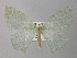  ( - BC ZSM Lep 26135)  @13 [ ] CreativeCommons - Attribution Non-Commercial Share-Alike (2010) Axel Hausmann/Bavarian State Collection of Zoology (ZSM) SNSB, Zoologische Staatssammlung Muenchen