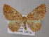  (Asthenotricha - BC ZSM Lep 26165)  @14 [ ] CreativeCommons - Attribution Non-Commercial Share-Alike (2010) Axel Hausmann/Bavarian State Collection of Zoology (ZSM) SNSB, Zoologische Staatssammlung Muenchen