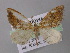  (Xanthorhoe AH09Et - BC ZSM Lep 26185)  @13 [ ] CreativeCommons - Attribution Non-Commercial Share-Alike (2010) Axel Hausmann/Bavarian State Collection of Zoology (ZSM) SNSB, Zoologische Staatssammlung Muenchen