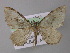 (Xanthorhoe AH10Et - BC ZSM Lep 26186)  @14 [ ] CreativeCommons - Attribution Non-Commercial Share-Alike (2010) Axel Hausmann/Bavarian State Collection of Zoology (ZSM) SNSB, Zoologische Staatssammlung Muenchen