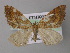  (Xanthorhoe cadra - BC ZSM Lep 26194)  @13 [ ] CreativeCommons - Attribution Non-Commercial Share-Alike (2010) Axel Hausmann/Bavarian State Collection of Zoology (ZSM) SNSB, Zoologische Staatssammlung Muenchen