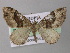  (Xanthorhoe AH11Et - BC ZSM Lep 26195)  @15 [ ] CreativeCommons - Attribution Non-Commercial Share-Alike (2010) Axel Hausmann/Bavarian State Collection of Zoology (ZSM) SNSB, Zoologische Staatssammlung Muenchen