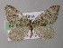  (Xanthorhoe AH12Et - BC ZSM Lep 26203)  @13 [ ] CreativeCommons - Attribution Non-Commercial Share-Alike (2010) Axel Hausmann/Bavarian State Collection of Zoology (ZSM) SNSB, Zoologische Staatssammlung Muenchen