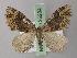  (Xanthorhoe AH13Et - BC ZSM Lep 26204)  @14 [ ] CreativeCommons - Attribution Non-Commercial Share-Alike (2010) Axel Hausmann/Bavarian State Collection of Zoology (ZSM) SNSB, Zoologische Staatssammlung Muenchen
