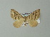  ( - BC ZSM Lep 33115)  @14 [ ] CreativeCommons - Attribution Non-Commercial Share-Alike (2012) Axel Hausmann/Bavarian State Collection of Zoology (ZSM) SNSB, Zoologische Staatssammlung Muenchen
