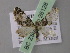  (Eupithecia AH11Et - BC ZSM Lep 26128)  @13 [ ] CreativeCommons - Attribution Non-Commercial Share-Alike (2010) Axel Hausmann/Bavarian State Collection of Zoology (ZSM) SNSB, Zoologische Staatssammlung Muenchen