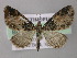  (Eupithecia AH14Et - BC ZSM Lep 26137)  @14 [ ] CreativeCommons - Attribution Non-Commercial Share-Alike (2010) Axel Hausmann/Bavarian State Collection of Zoology (ZSM) SNSB, Zoologische Staatssammlung Muenchen