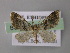  (Eupithecia AH15Et - BC ZSM Lep 26138)  @13 [ ] CreativeCommons - Attribution Non-Commercial Share-Alike (2010) Axel Hausmann/Bavarian State Collection of Zoology (ZSM) SNSB, Zoologische Staatssammlung Muenchen