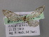  ( - BC ZSM Lep 26140)  @12 [ ] CreativeCommons - Attribution Non-Commercial Share-Alike (2010) Axel Hausmann/Bavarian State Collection of Zoology (ZSM) SNSB, Zoologische Staatssammlung Muenchen