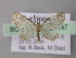  (Eupithecia AH18Et - BC ZSM Lep 26147)  @14 [ ] CreativeCommons - Attribution Non-Commercial Share-Alike (2010) Axel Hausmann/Bavarian State Collection of Zoology (ZSM) SNSB, Zoologische Staatssammlung Muenchen