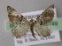  (Eupithecia AH20Et - BC ZSM Lep 26149)  @13 [ ] CreativeCommons - Attribution Non-Commercial Share-Alike (2010) Axel Hausmann/Bavarian State Collection of Zoology (ZSM) SNSB, Zoologische Staatssammlung Muenchen