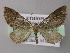  (Eupithecia AH21Et - BC ZSM Lep 26150)  @13 [ ] CreativeCommons - Attribution Non-Commercial Share-Alike (2010) Axel Hausmann/Bavarian State Collection of Zoology (ZSM) SNSB, Zoologische Staatssammlung Muenchen