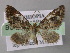  (Eupithecia AH24Et - BC ZSM Lep 26159)  @14 [ ] CreativeCommons - Attribution Non-Commercial Share-Alike (2010) Axel Hausmann/Bavarian State Collection of Zoology (ZSM) SNSB, Zoologische Staatssammlung Muenchen