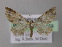  (Eupithecia AH27Et - BC ZSM Lep 26169)  @13 [ ] CreativeCommons - Attribution Non-Commercial Share-Alike (2010) Axel Hausmann/Bavarian State Collection of Zoology (ZSM) SNSB, Zoologische Staatssammlung Muenchen