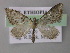  (Eupithecia AH28Et - BC ZSM Lep 26170)  @14 [ ] CreativeCommons - Attribution Non-Commercial Share-Alike (2010) Axel Hausmann/Bavarian State Collection of Zoology (ZSM) SNSB, Zoologische Staatssammlung Muenchen