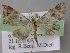  ( - BC ZSM Lep 26190)  @13 [ ] CreativeCommons - Attribution Non-Commercial Share-Alike (2010) Axel Hausmann/Bavarian State Collection of Zoology (ZSM) SNSB, Zoologische Staatssammlung Muenchen