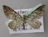  (Eupithecia dilucidaAH08Et - BC ZSM Lep 26199)  @14 [ ] CreativeCommons - Attribution Non-Commercial Share-Alike (2010) Axel Hausmann/Bavarian State Collection of Zoology (ZSM) SNSB, Zoologische Staatssammlung Muenchen
