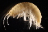  (Gammarus alpinus - GALP062)  @14 [ ] Copyright (2014) Roman Alther Eawag, Swiss Federal Institute of Aquatic Science and Technology, 8600 Dübendorf, Switzerland
