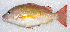  ( - GAM-105)  @11 [ ] CreativeCommons  Attribution Non-Commercial (by-nc) (2010) Unspecified Smithsonian Institution National Museum of Natural History