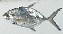  ( - GAM-217)  @11 [ ] CreativeCommons  Attribution Non-Commercial (by-nc) (2010) Unspecified Smithsonian Institution National Museum of Natural History