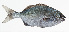  ( - GAM-601)  @11 [ ] CreativeCommons  Attribution Non-Commercial (by-nc) (2010) Unspecified Smithsonian Institution National Museum of Natural History