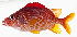  ( - GAM-451)  @11 [ ] CreativeCommons  Attribution Non-Commercial (by-nc) (2010) Unspecified Smithsonian Institution National Museum of Natural History